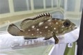 SOLDOUT ※レア　スタ-リーグルーパー幼魚【ニカラグア産】　※8センチ程度　※8/12入荷