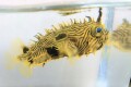 SOLDOUT　ストライプドバールフイッシュ幼魚【カリブ海産】※9センチ程度　※3/9入荷