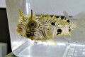 ストライプドバールフイッシュ幼魚【カリブ海産】※９～11センチ程度　※５/３入荷