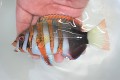 SOLDOUT　シチセンベラ中成魚　【仕入れ個体】　※15センチ程度　※4/25入荷　※各種人工飼料OK