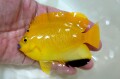 SOLDOUT　シテンヤッコ　若魚【バリ産仕入れ個体】　10センチ程度　4/3撮影　わんぱくで何でも食べています