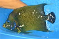 SOLDOUT●SALE　サザナミヤッコ超特大【薩南諸島ハンドコート】※31～33センチ程度　※2021年3/18採取”ベタ馴れ”　配達、空港窓口渡し限定(ANA貨物便）