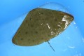 ※レア　ツバクロエイ幼魚【天草産ハンドコート】　※幅30センチ　長さ15センチ（尾を除く）　※10/16入荷　冷凍キビナゴ食べています。