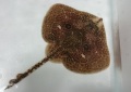 SOLDOUT※レア　コモンカスベ幼魚【三重産仕入れ個体】　※盤幅15センチ　4/15出品