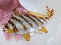 タカノハダイ若魚【青海島ハンドコート】※15～18センチ程度　※9/6採取