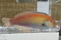 ※調整中　テンスモドキ【近海仕入れ個体】　※20センチ程度　※10/2入荷