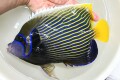 SOLDタテジマキンチャクダイ【薩南諸島ハンドコート】　24センチ程度　８月採取　
