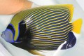 SOLD OUT　タテジマキンチャクダイ　特大32センチ程度　【薩南諸島ハンドコート】　※8/27出品　※採取時の傷トリートメント中