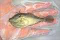 ※珍　ウスバハギ幼魚　【仕入れ個体】　※8センチ程度　※4/26入荷