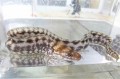 SOLDOUT　ヒレオビウツボSP幼魚（和名無し）【薩南諸島ハンドコート】※30～40センチ程度※1/10採取