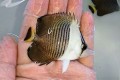 ホワイトフェイスバタフライ　幼魚A　【紅海】　※7センチ程度　※2/16入荷　可愛いサイズが入荷しました