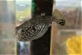SOLDOUT※レア　ワモンフグ大き目幼魚【仕入れ個体】　※8～9センチ程度　※2022年4/9入荷