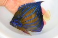SOLDOUT　ワヌケヤッコ成魚　【バリ産仕入れ個体】　※15センチ程度　※2021年6/3入荷　しっかり色上がりしました。