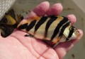 SOLDOUT※レア　ユウダチタカノハ幼魚【青海島ハンドコート個体】※15センチ程度　※7月3日採取