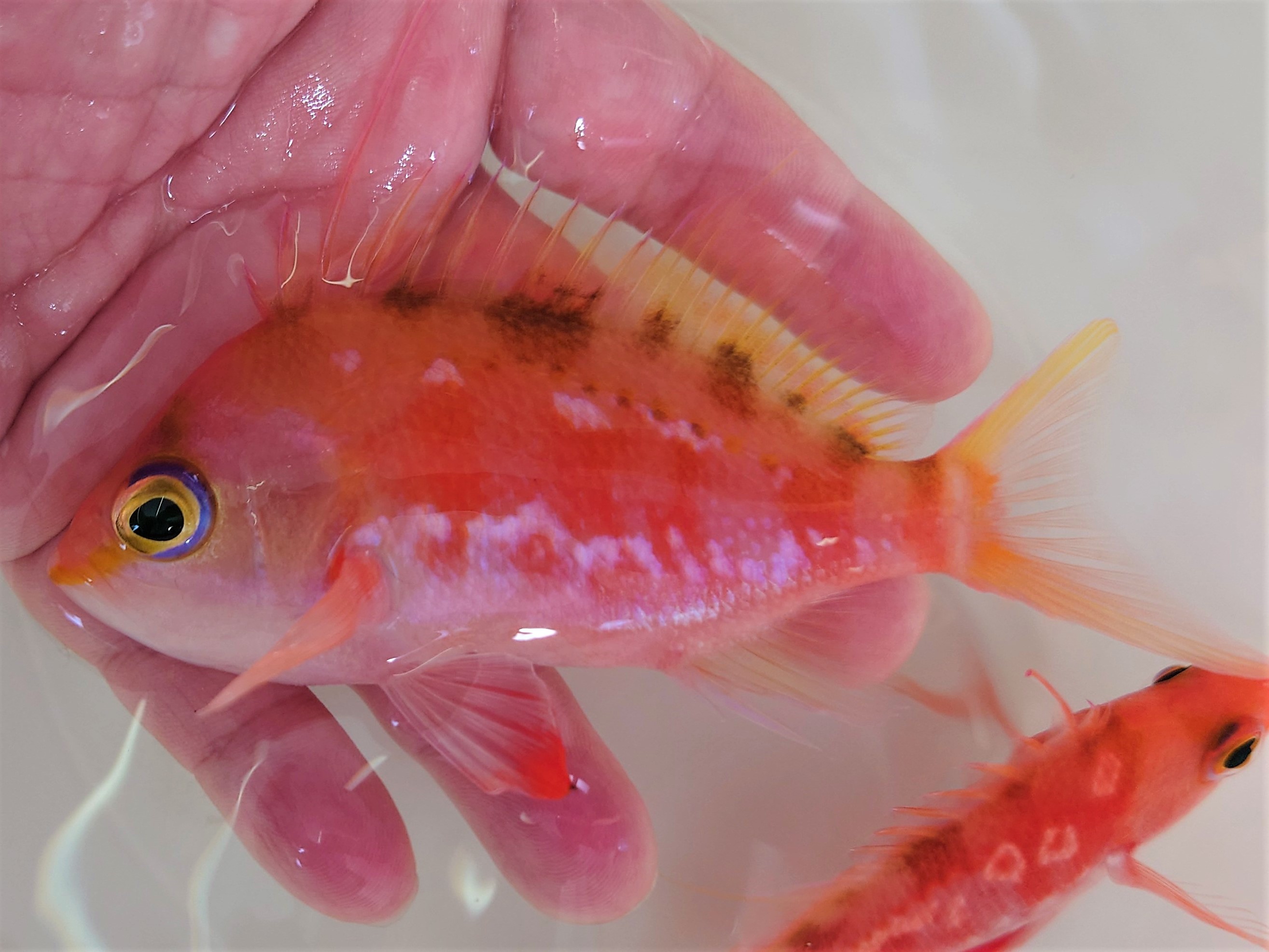 SOLDOUT　激レア　サクラダイSP（オス）　【水深150Ｍ 近海仕入れ個体】　飼育水温18℃　※10～17センチ程度  1/27入荷　