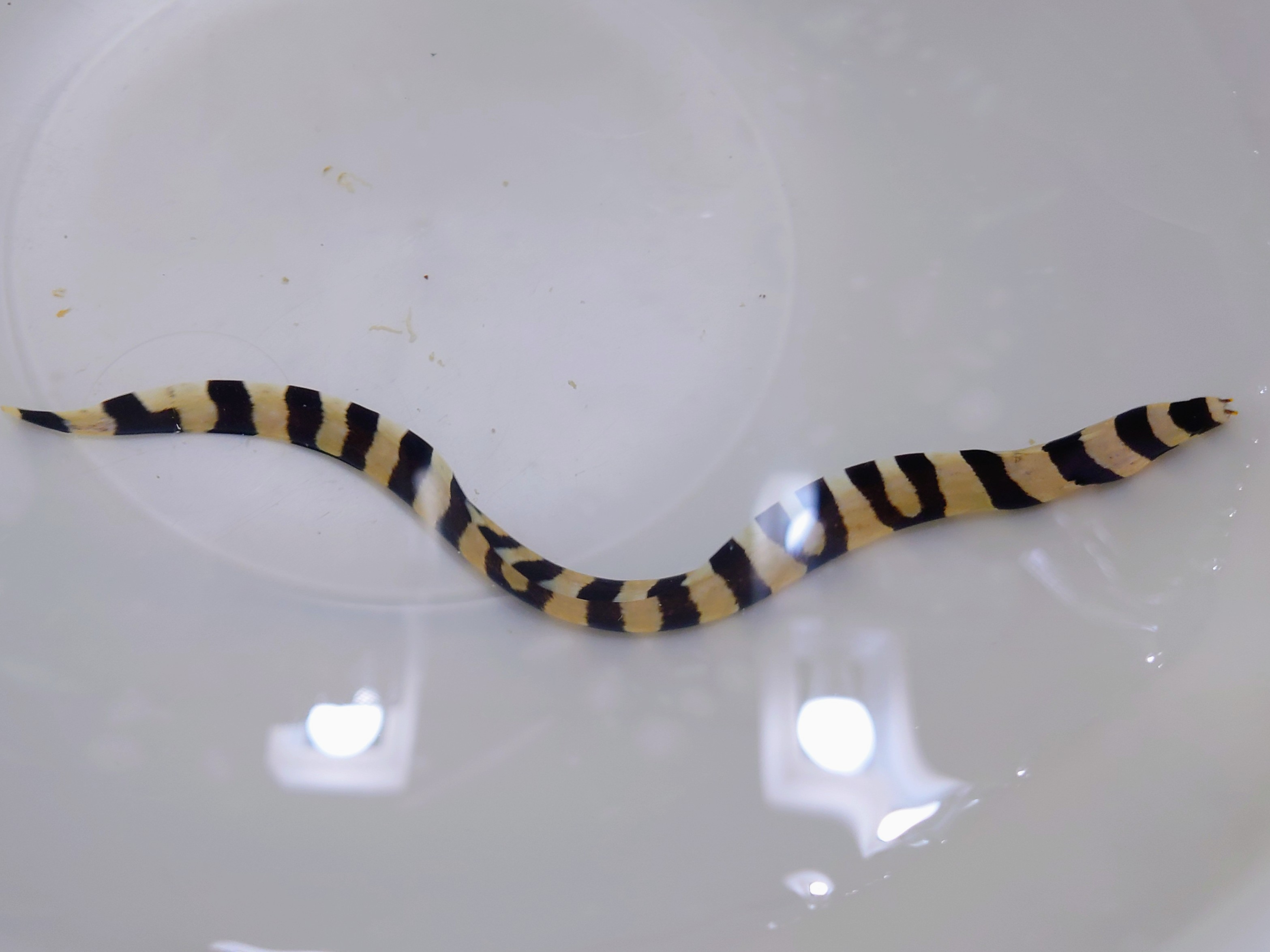 SOLDOUT激レア　シマウツボ幼魚【海外仕入れ個体】　※20センチ程度　7/17入荷