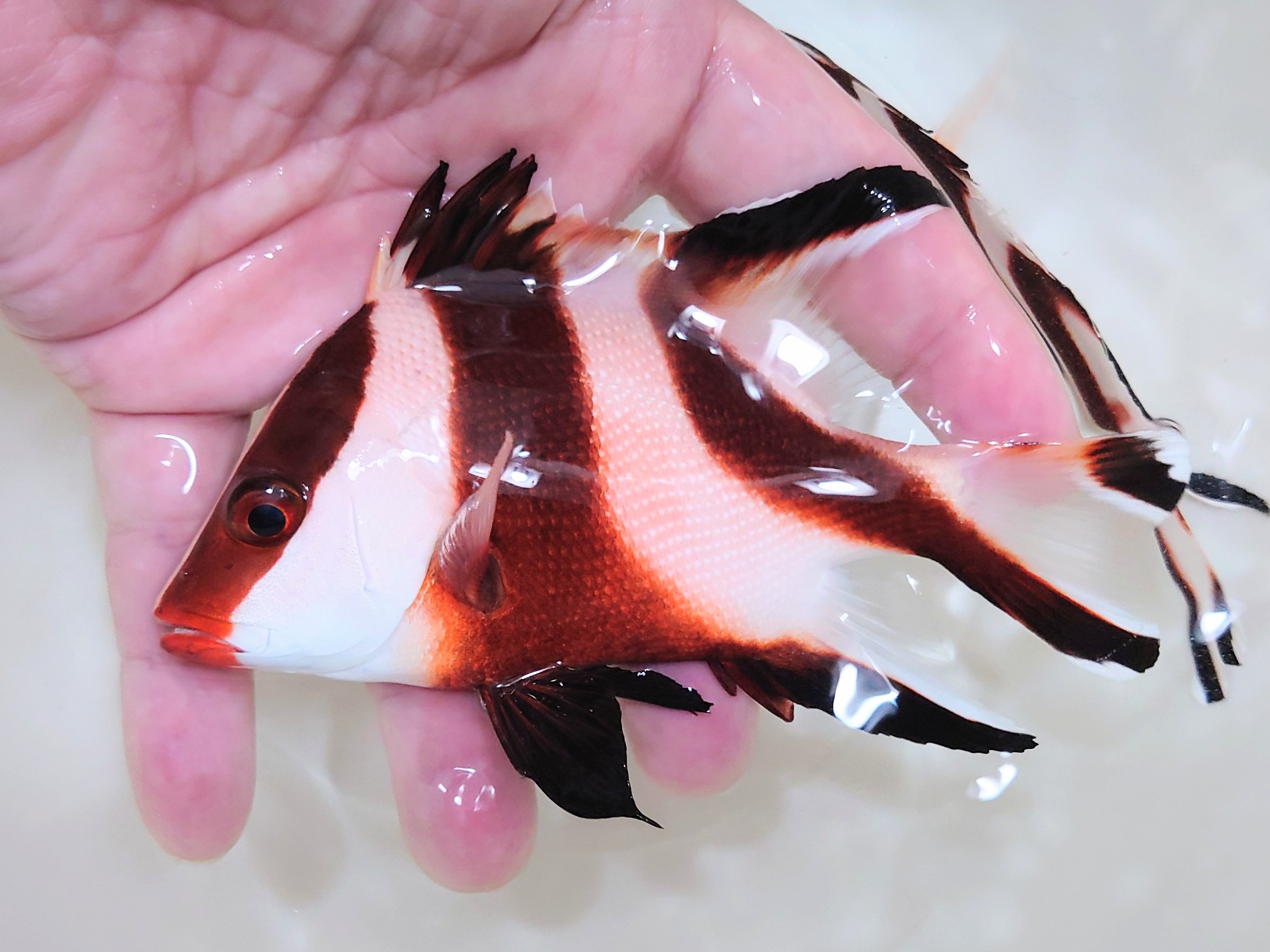 再入荷　センネンダイ　幼魚大き目　【仕入れ個体】　※12～15センチ程度　※3/5入荷