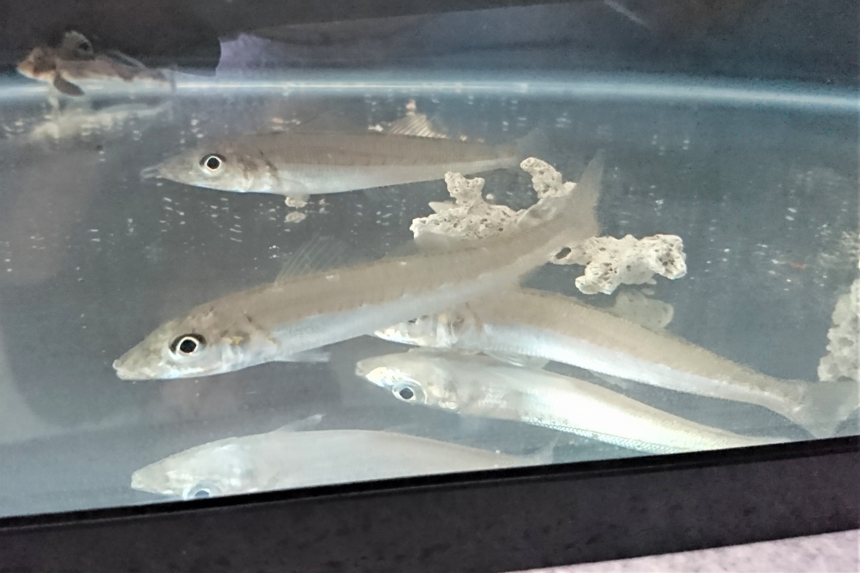 シロギス幼魚【日本海ハンドコート】※10～15センチ程度　※7/2出品　水槽で1ヶ月飼育し各種人工飼料に慣れた個体です