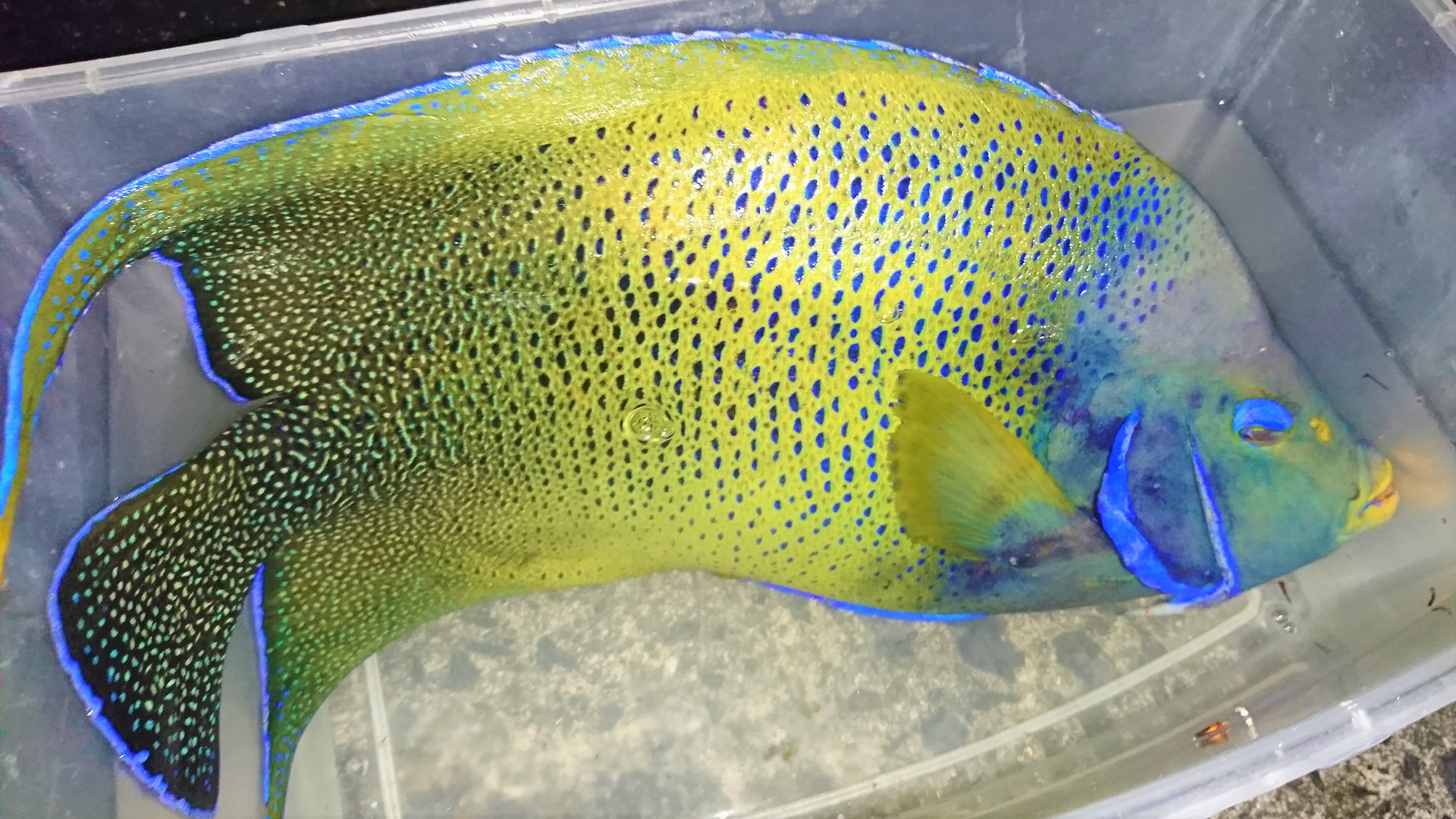 Soldout 発送不可 サザナミヤッコ超特大 屋久島産ハンドコート 43センチ程度