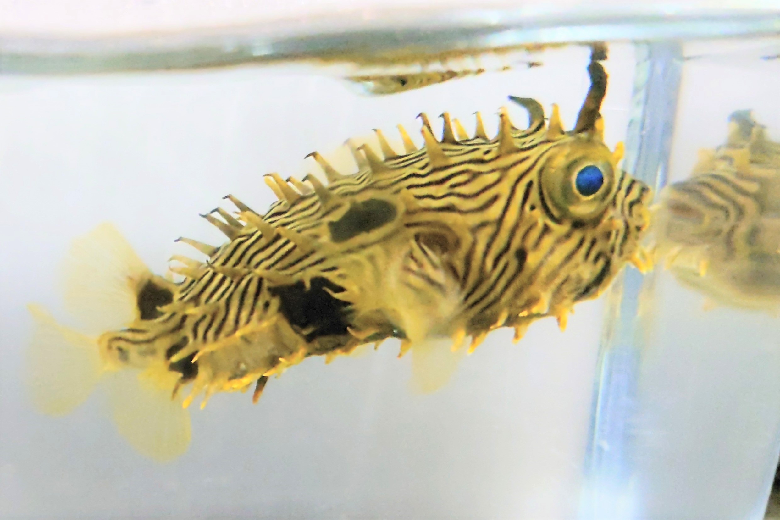 SOLDOUT　ストライプドバールフイッシュ幼魚【カリブ海産】※9センチ程度　※3/9入荷