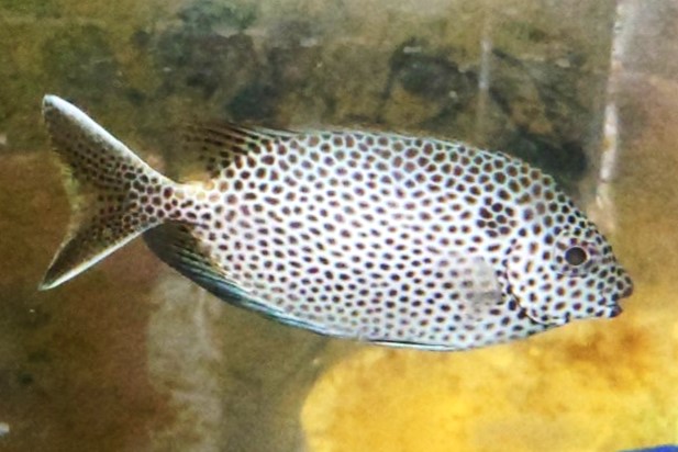 SOLDOUT●SALE※激レア　スターリーラビットフイッシュ　【ケニア産】　※10センチ程度　※12/24入荷　フレーク、粒餌OK