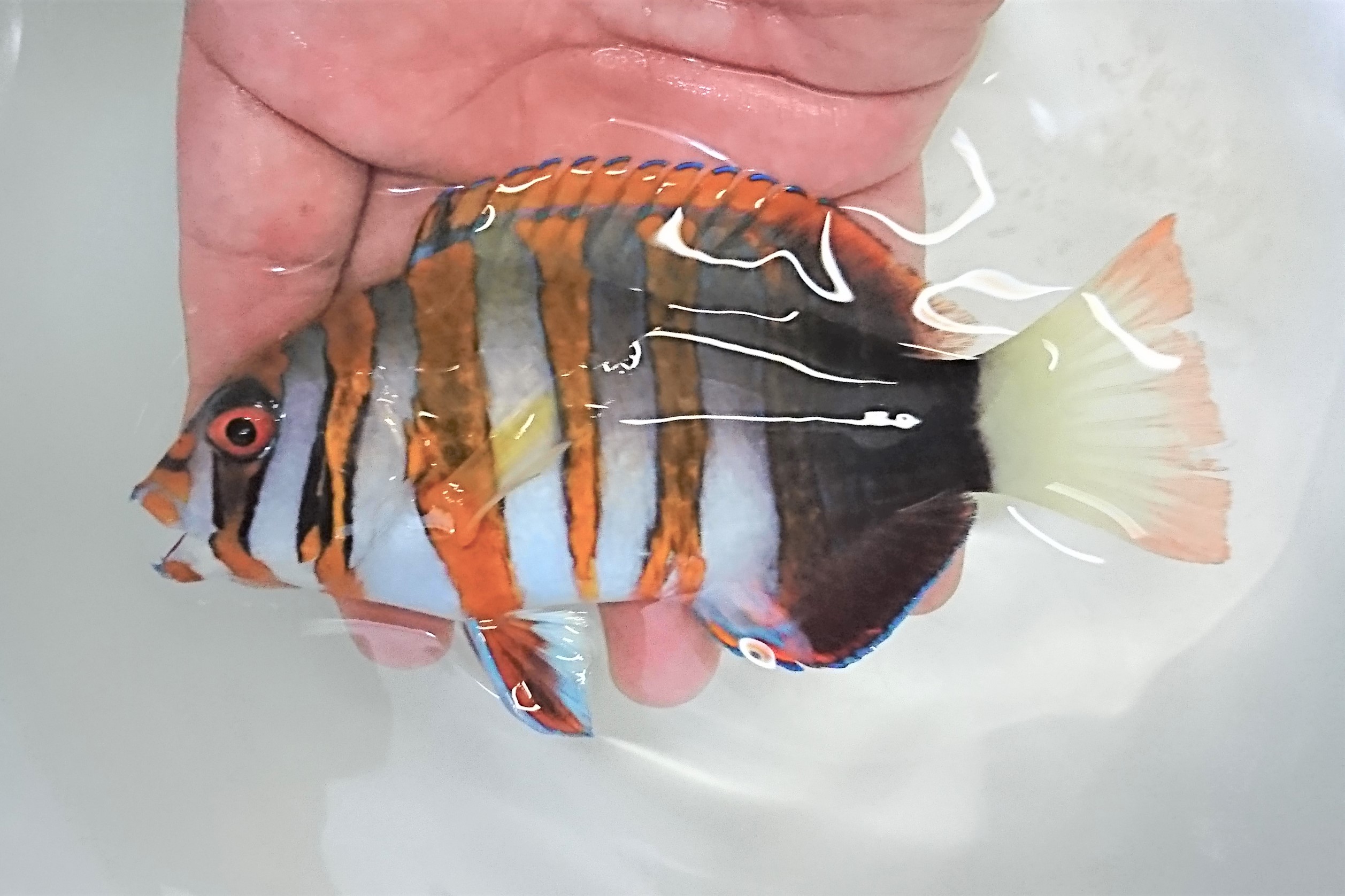 SOLDOUT　シチセンベラ中成魚　【仕入れ個体】　※15センチ程度　※4/25入荷　※各種人工飼料OK