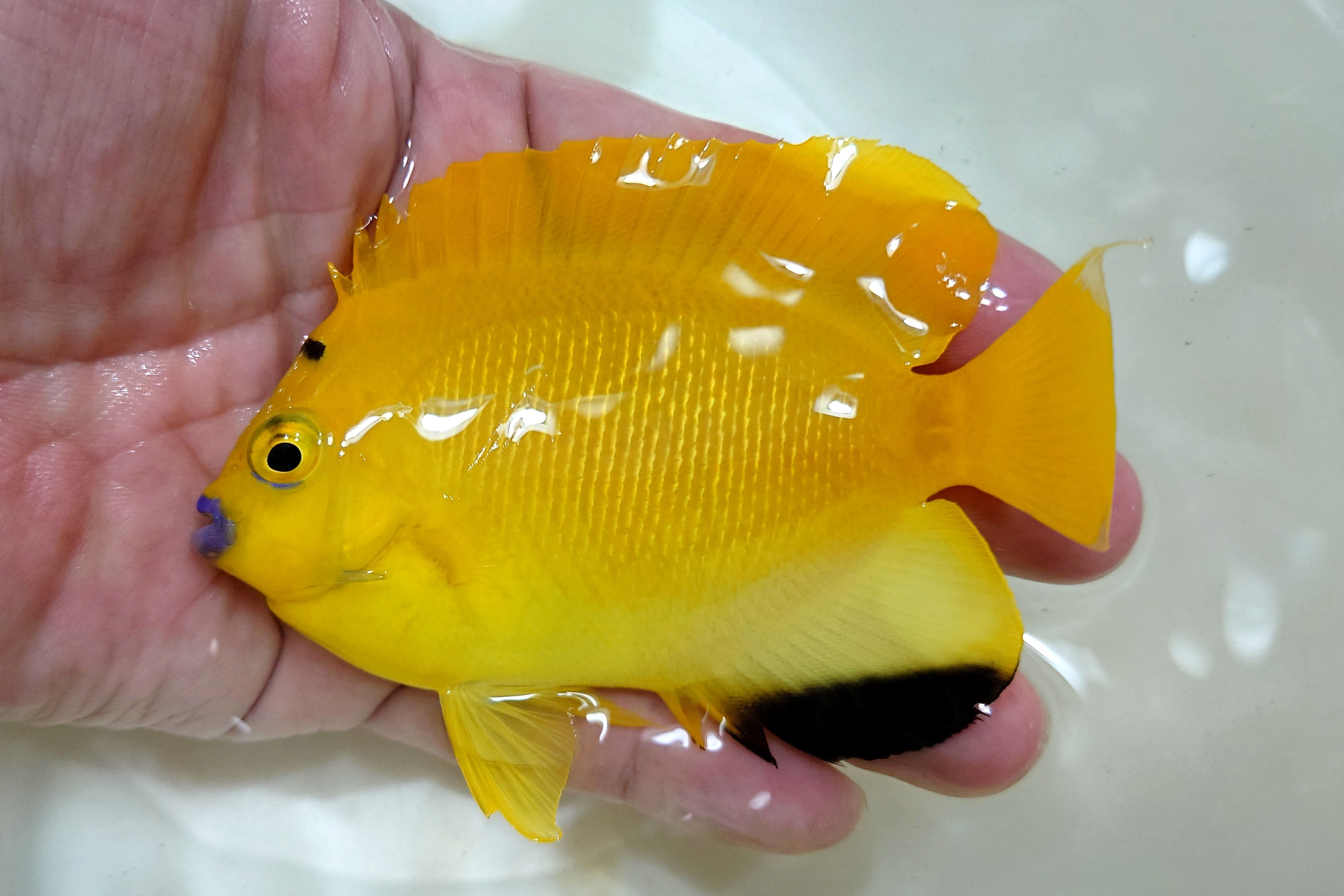 SOLDOUT　シテンヤッコ　若魚【バリ産仕入れ個体】　10センチ程度　4/3撮影　わんぱくで何でも食べています