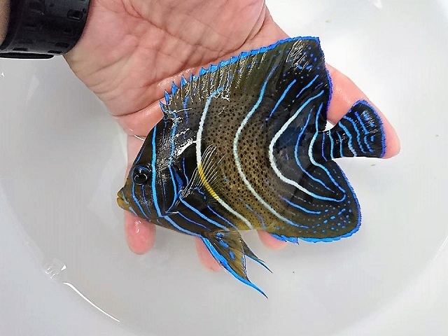 サザナミヤッコ中成魚【当店国内ハンドコート】※16センチ程度　※8/23入荷
