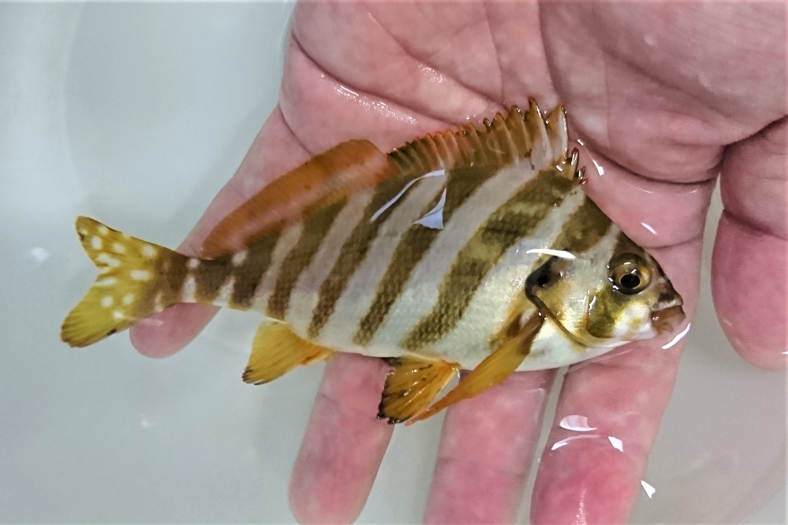 タカノハダイ幼魚 青海島ハンドコート 15センチ程度 6 30入荷