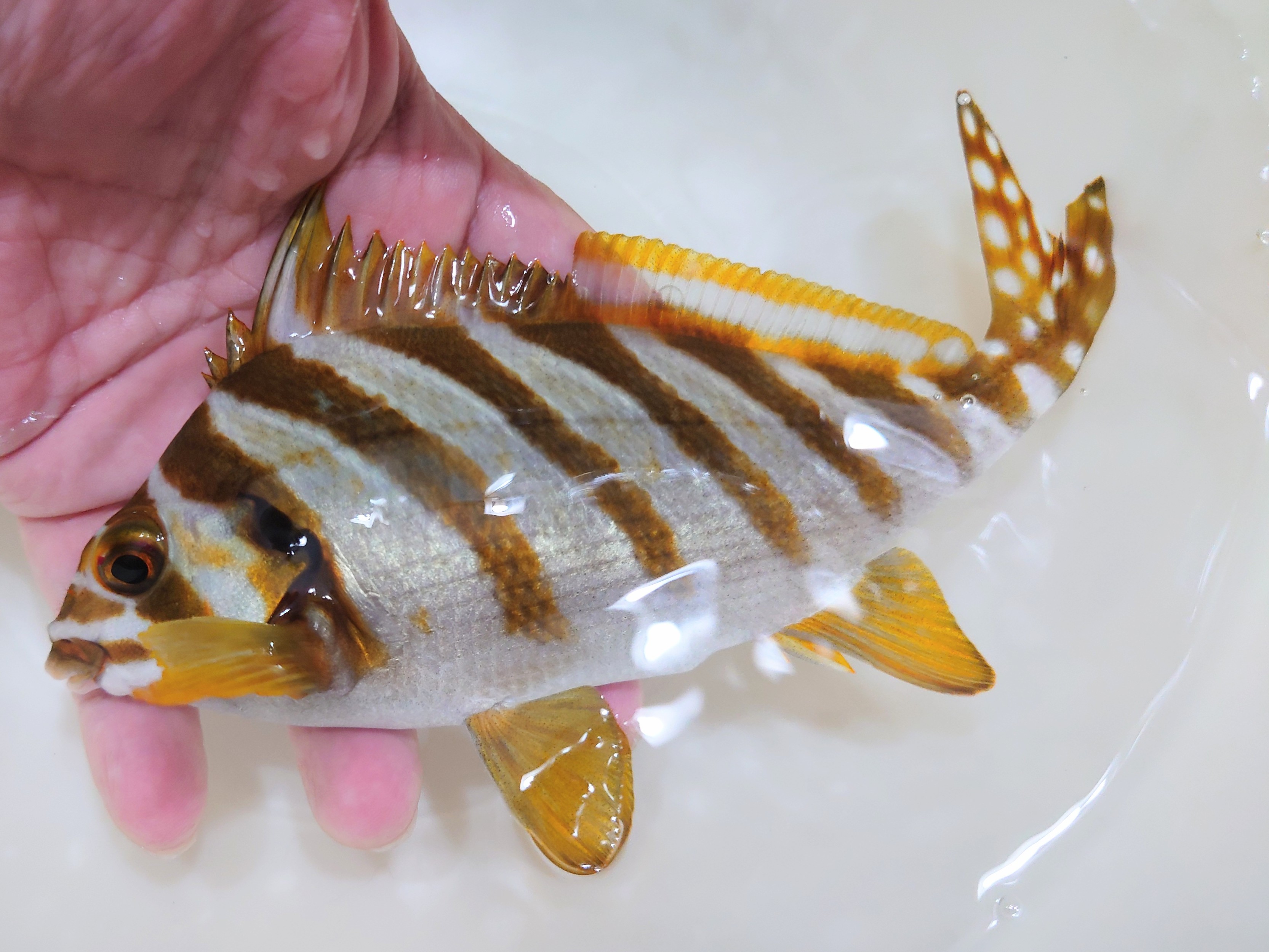 タカノハダイ若魚【青海島ハンドコート】※15～18センチ程度　※9/6採取