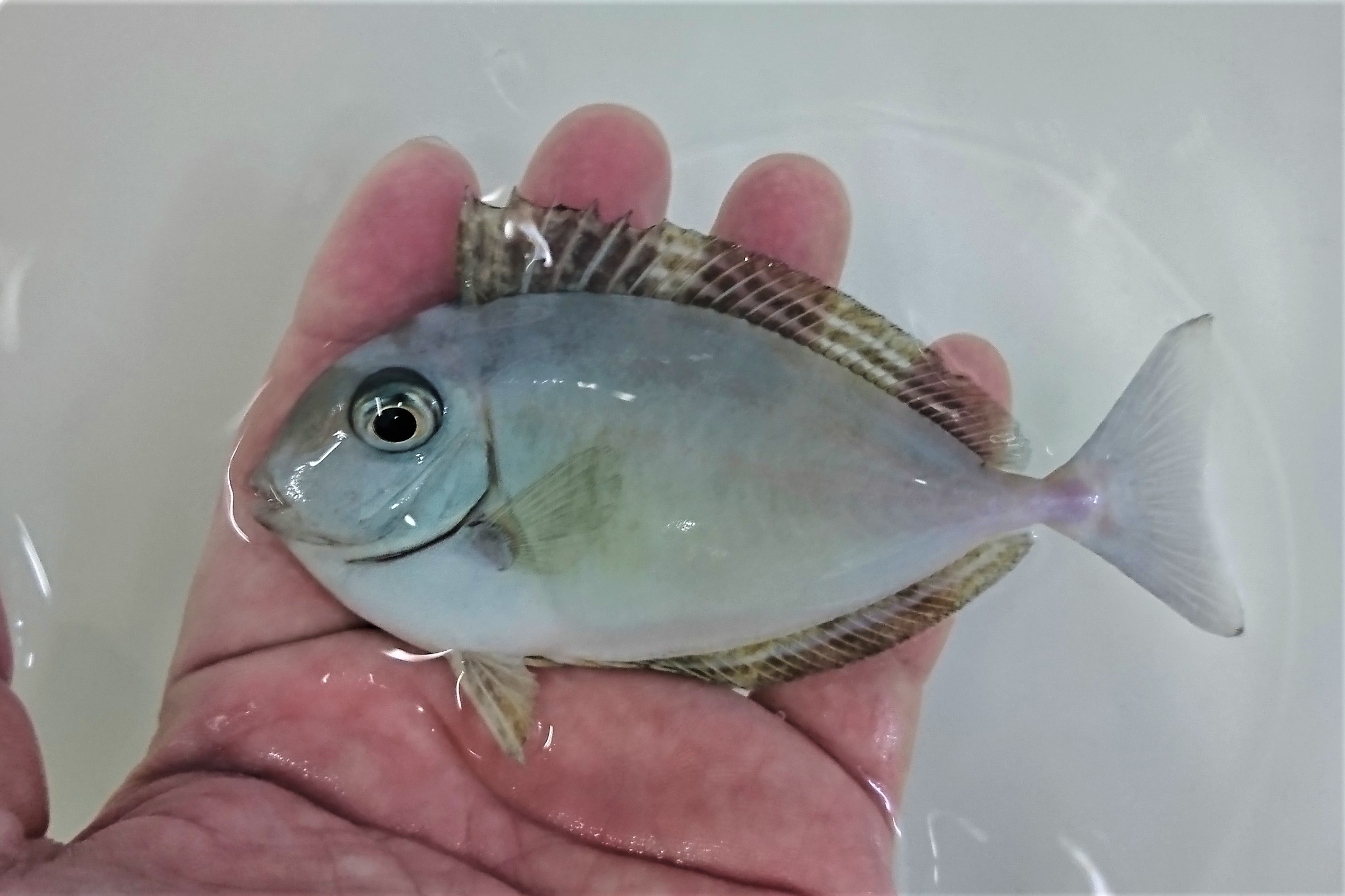 SOLDOUT　ツマリテングハギ？幼魚　【バリ産仕入れ個体】※7～8センチ程度　6/3入荷