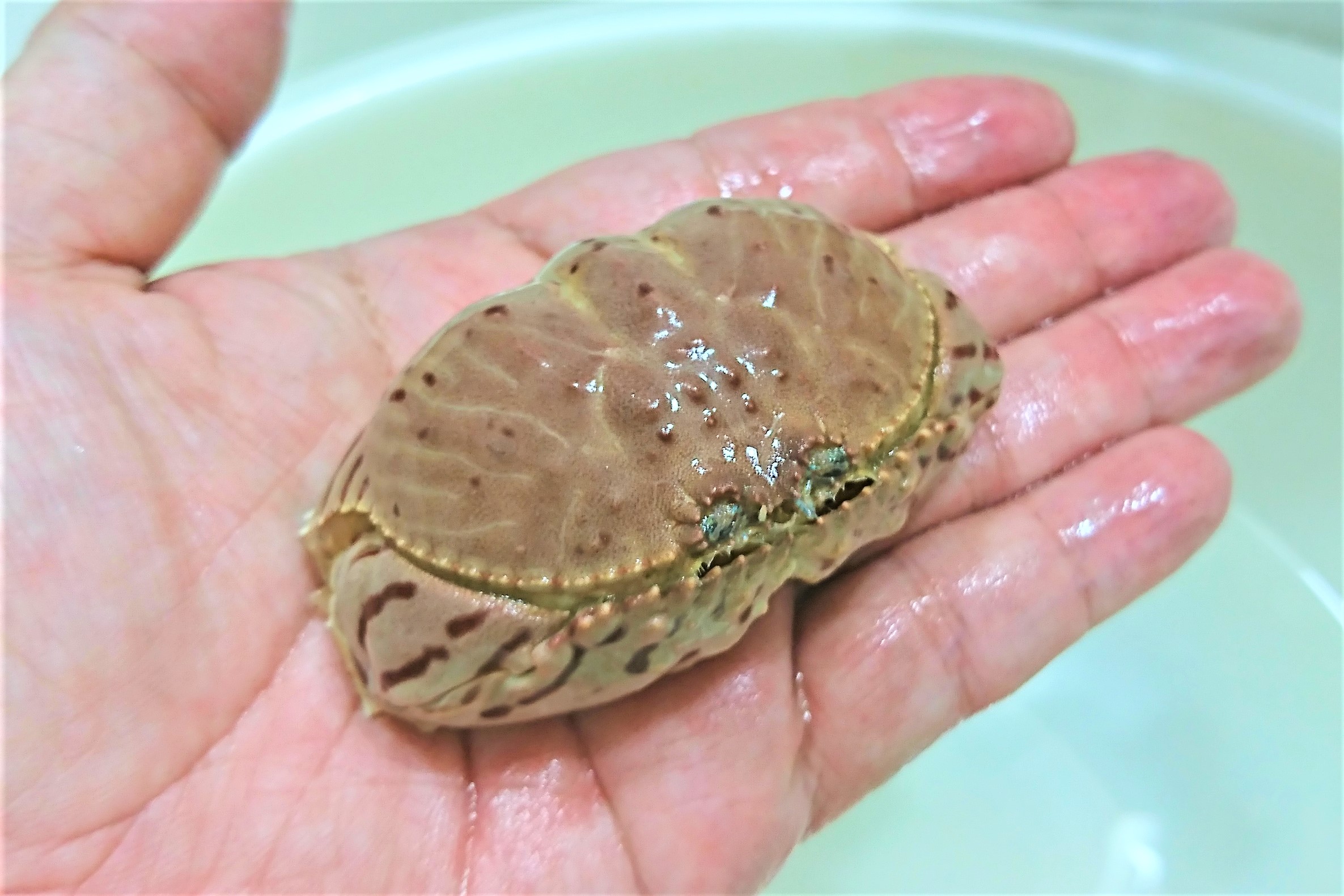 SOLDOUT　トラフカラッパ　小　【駿河湾産仕入れ個体】　※甲幅7センチ程度　※11/15入荷