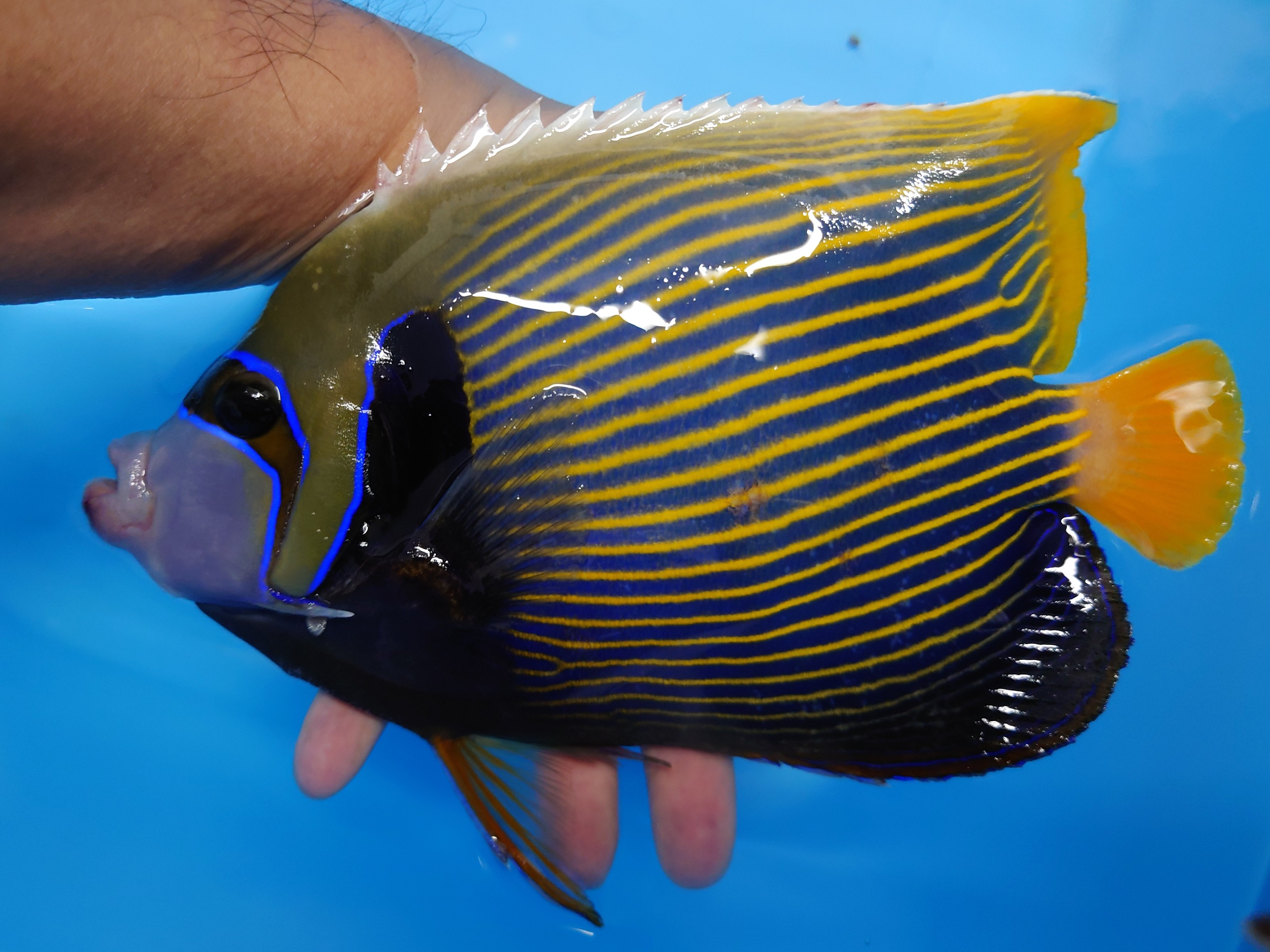 SOLDOUT クリスマスSALE12/26迄　タテジマキンチャクダイ　22センチ程度　【薩南諸島ハンドコート】　※8月採取　　何でも食べています。