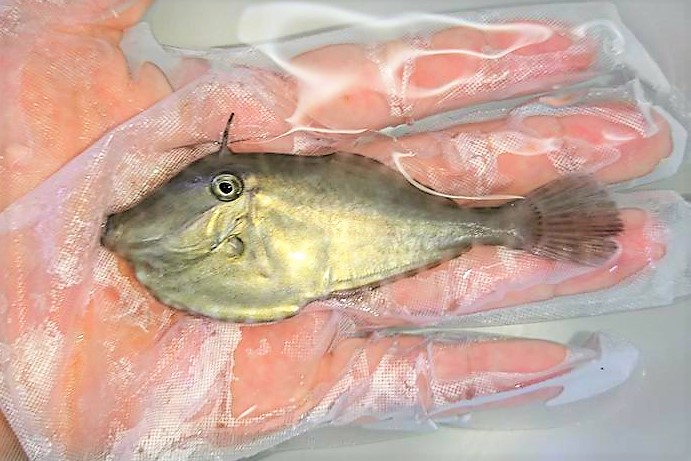 ※珍　ウスバハギ幼魚　【仕入れ個体】　※8センチ程度　※4/26入荷
