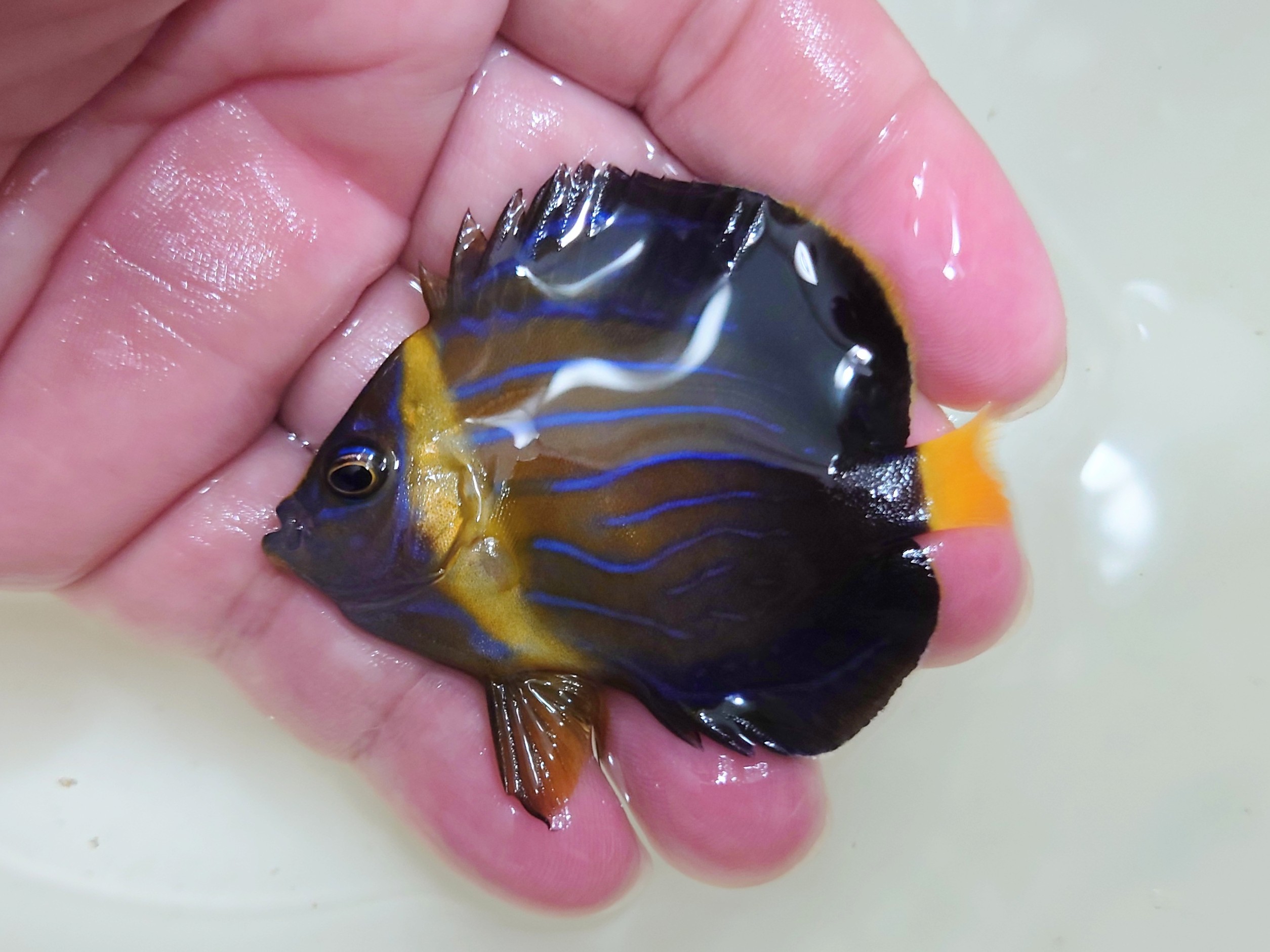 SOLDOUT ベトナムキンチャクダイ幼魚【ベトナム産】　5センチ程度　9/12入荷