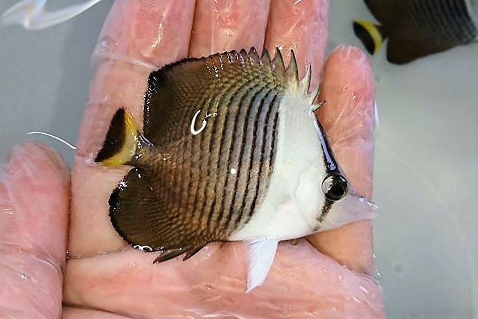 ホワイトフェイスバタフライ　幼魚A　【紅海】　※7センチ程度　※2/16入荷　可愛いサイズが入荷しました