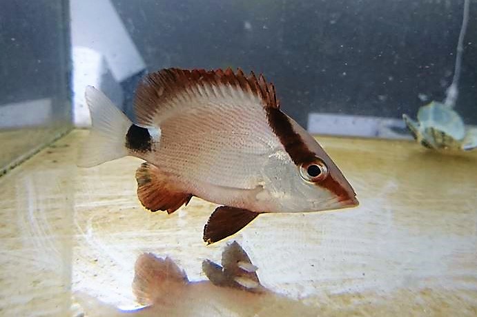 SOLDOUT　ヨコフエダイ幼魚　【バリ産仕入れ個体】　※8センチ程度　※3/6入荷