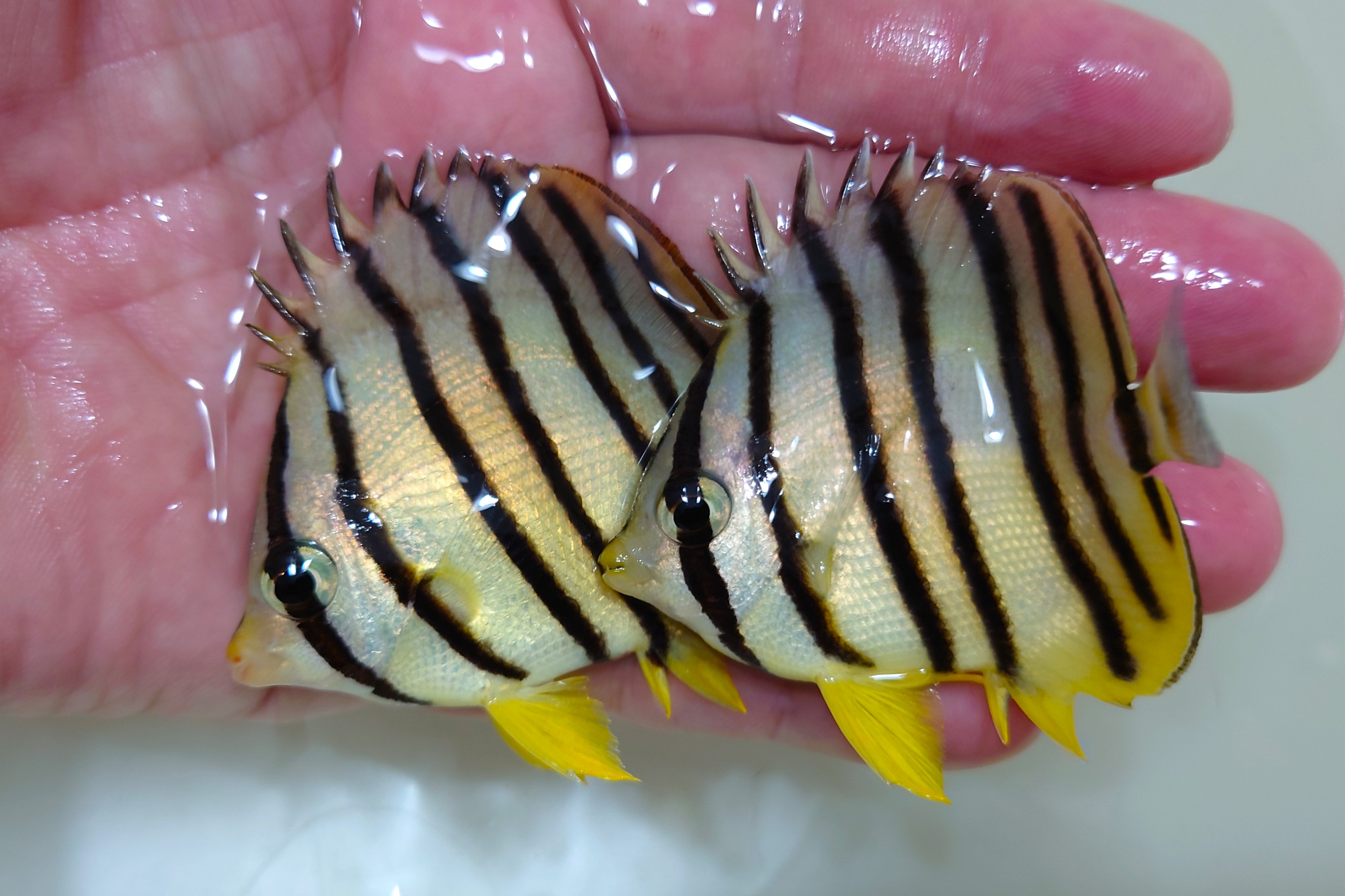 SOLDOUTヤスジチョウチョウオ幼魚　2匹セット　【バリ産】　※7センチ程度　※2/24入荷　