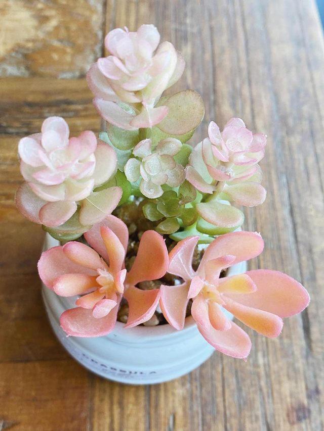 おしゃれな多肉植物のフェイクグリーン3個セット CT触媒・消臭アーティフィシャルグリーン エクリアBセット