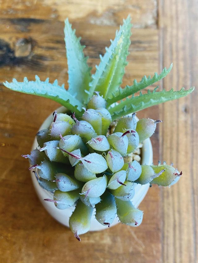 おしゃれな多肉植物のフェイクグリーン3個セット CT触媒・消臭アーティフィシャルグリーン エクリアBセット