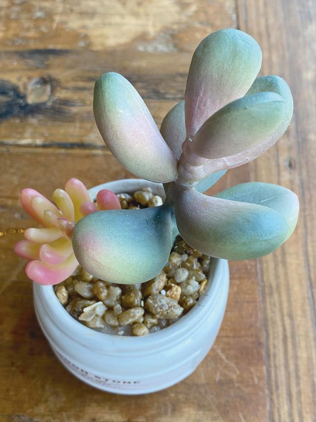 おしゃれな多肉植物のフェイクグリーン3個セット CT触媒・消臭アーティフィシャルグリーン エクリアBセット