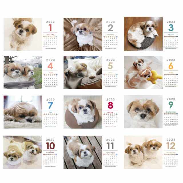 卓上2023年シーズーカレンダー モデル：《ぽんず＆かぼす》