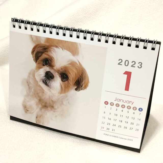 卓上2023年シーズーカレンダー モデル：《ぽんず＆かぼす》