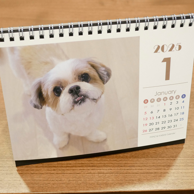 卓上2025年シーズーカレンダー モデル：《ぽんず＆かぼす》