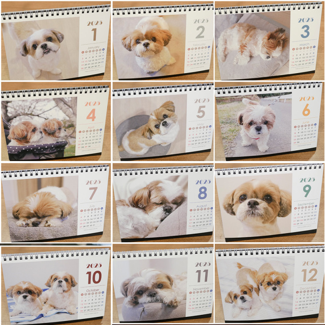 卓上2025年シーズーカレンダー モデル：《ぽんず＆かぼす》