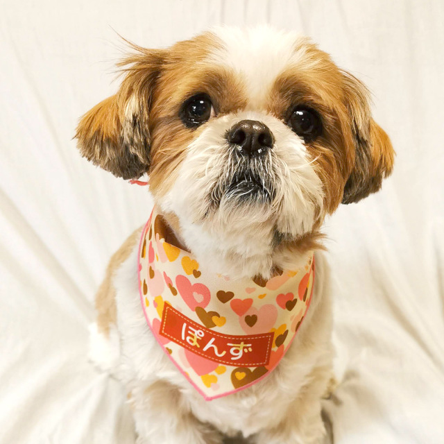 ペット用名前入りバンダナ『ショコラハート』犬・猫グッズ