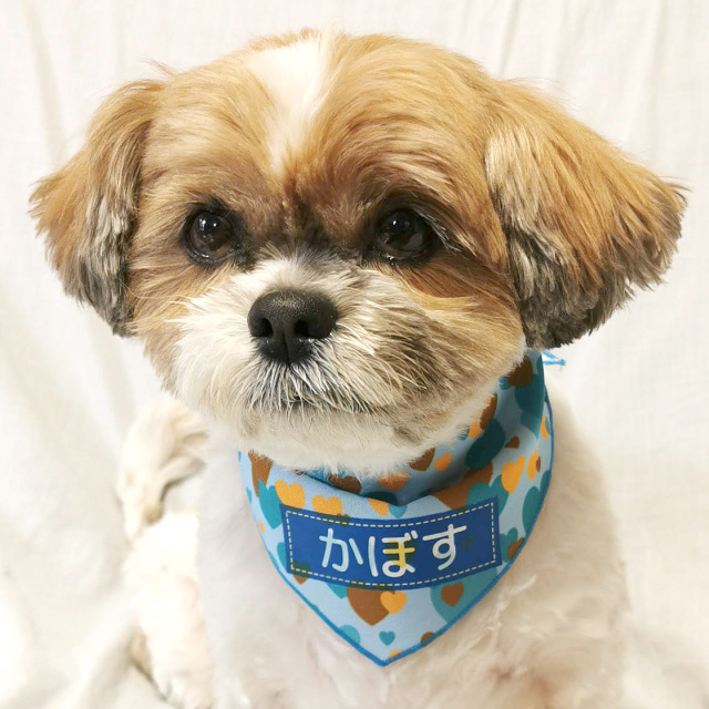 ペット用名前入りバンダナ『ショコラハート』犬・猫グッズ