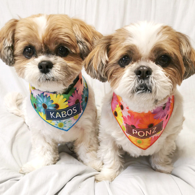 ガーベラ柄のペットバンダナ　犬・猫用