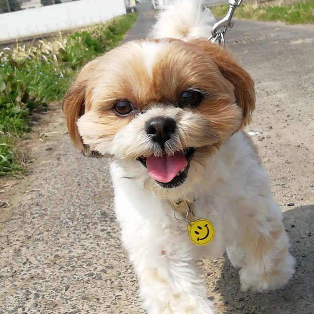 ニコちゃん迷子札 ドットサークル型 猫、小型～中型～大型犬用 人間用