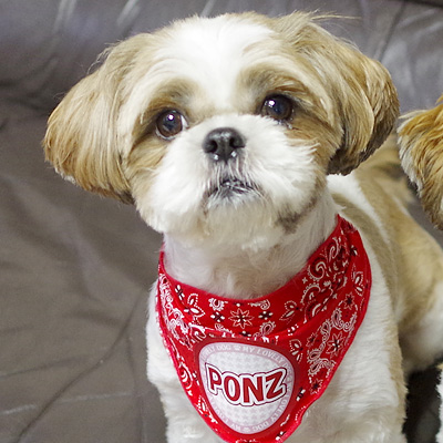 ペット用名前入りバンダナ ペイズリー 犬 猫グッズ